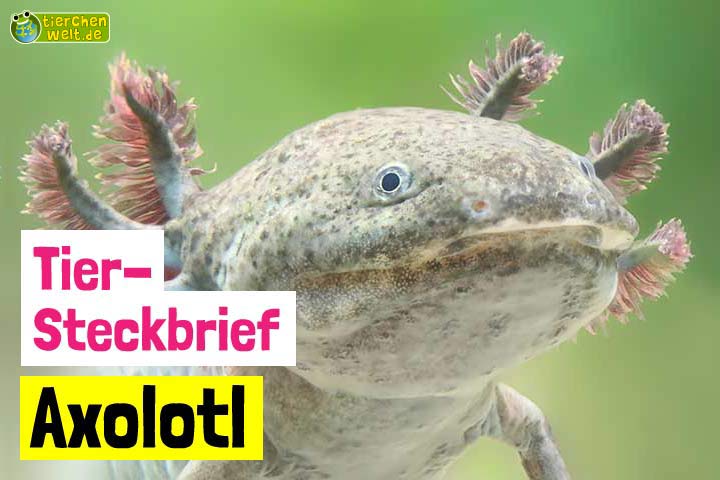 Axolotl-Steckbrief